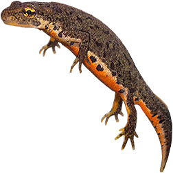 Bosca's Newt